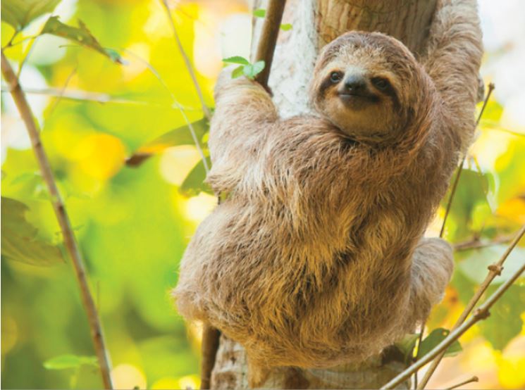 sloths-costa-rica